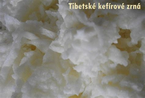 Kefírové zrná a ich využitie pri výrobe domáceho kefíru