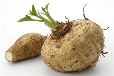 Koreň ibiša lekárskeho