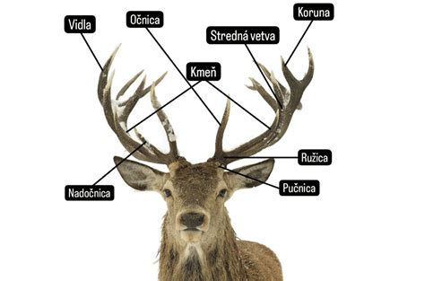 Rozvetvené parožie dospelého jeleňa
