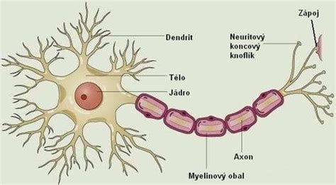 Schéma neurónových prepojení a synapsií v detskom mozgu