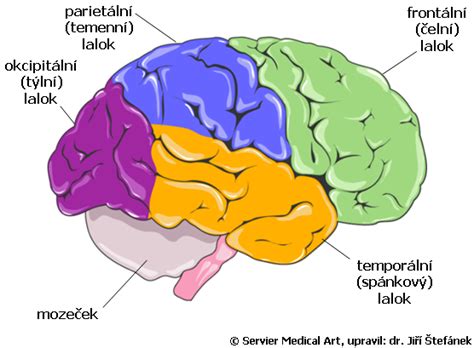 Diagram mozgu s vyznačenými oblasťami súvisiacimi s ADHD