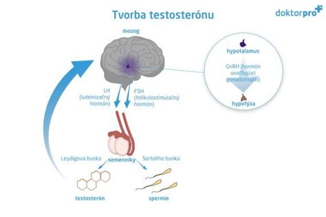 Vplyv testosterónu na mužskú plodnosť