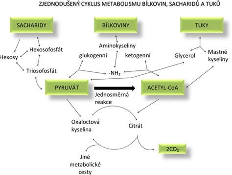 Schéma metabolizmu pri ketóze