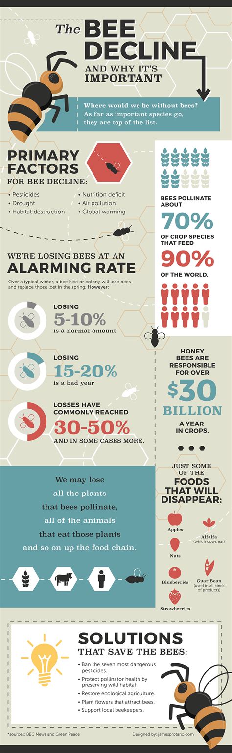 Infographic showing the decline of bee populations and its impact on food