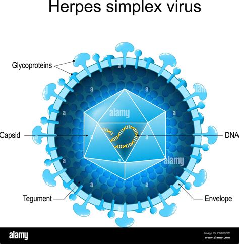 Infografika zobrazujúca rôzne typy herpes vírusov a ich prenos