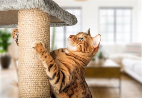 Mačka naťahujúca sa na škrabadle