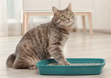 Ilustrácia čistej a pripravenej mačacej toalety