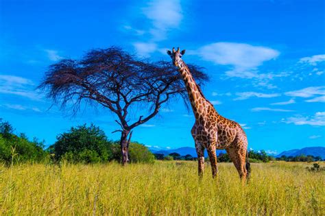Dospelá žirafa v savane