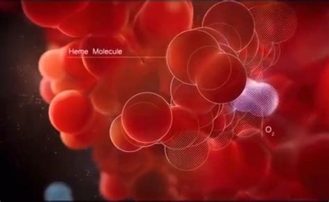 Schéma znázorňujúca funkciu hemoglobínu pri prenose kyslíka v tele