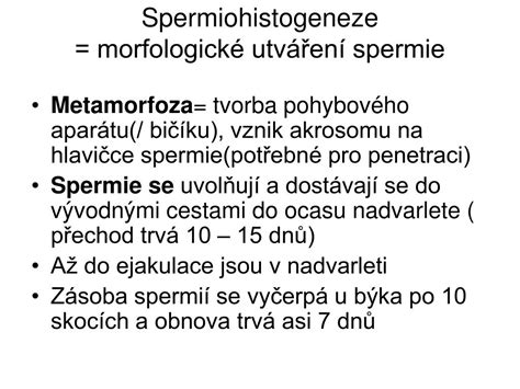 Anatómia semenníka a proces tvorby spermií