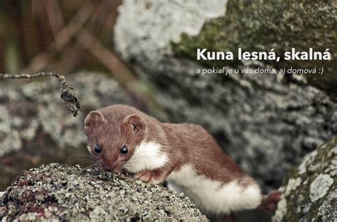 Kuna lesná v prirodzenom lesnom prostredí