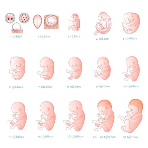 Porovnanie vývoja embrya od 1. do 5. dňa