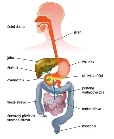 Schéma tráviaceho traktu tehotnej ženy