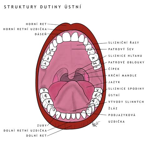 schéma anatomického vývoja ústnej dutiny dieťaťa v závislosti od používania cumlíka