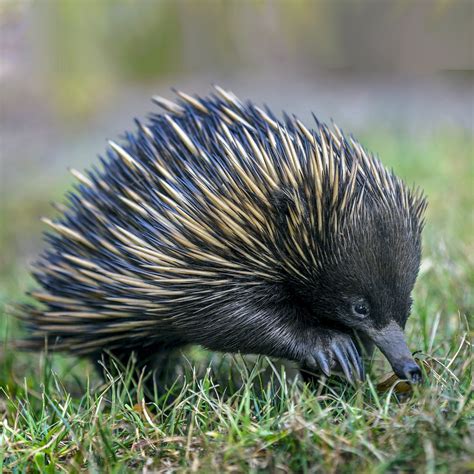 Vtákopysk podivný a ježura austrálska