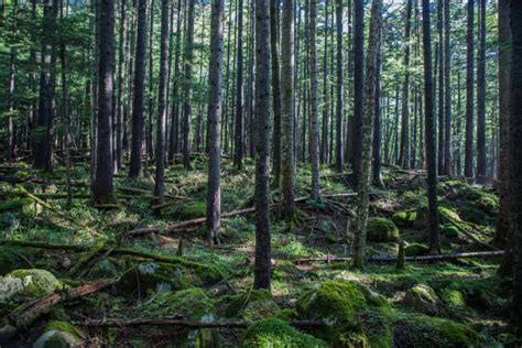 Hustý les s rôznorodou drevinnou skladbou