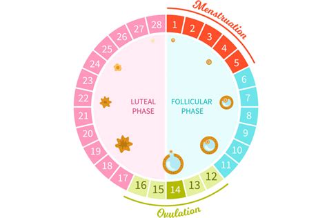Diagram menštruačného cyklu s vyznačeným plodným oknom