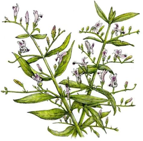 Rastlina Právenka Latnatá (Andrographis paniculata)
