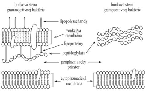 Molekulárna štruktúra fosfolipidov v bunkovej membráne