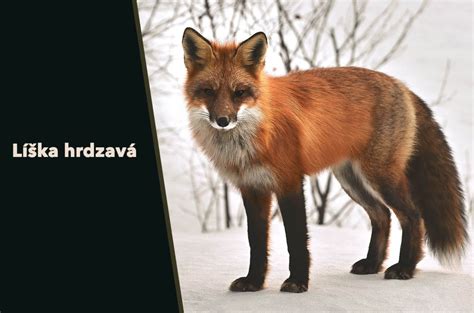 Líška hrdzavá pri konzumácii potravy