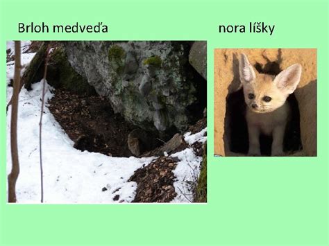 Nora líšky hrdzavej s viacerými vchodmi