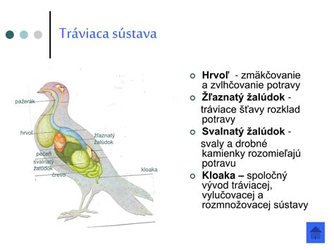anatómia vtáčieho krídla a peria
