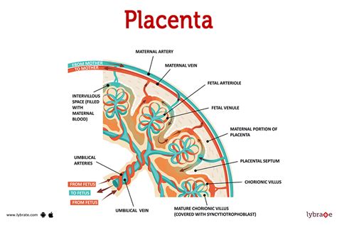 Placenta: životodarný orgán a jeho rôzne symbolické a praktické využitia po pôrode