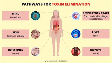 Toxin removal from body