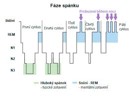 Znázornenie biorytmu a spánkového cyklu
