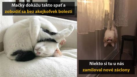 Mačka pri kočíku