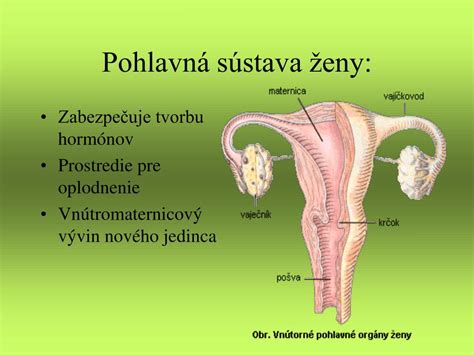 Diagram znázorňujúci semenníky, nadsemenníky a semenovody