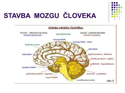 Mozog človeka s autizmom porovnanie