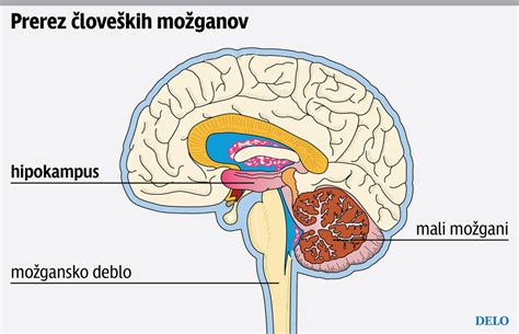 Diagram mozgu zdôrazňujúci amygdalu a hipokampus u dieťaťa