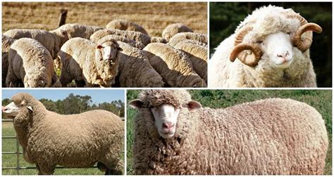 Merino ovca a proces získavania vlny