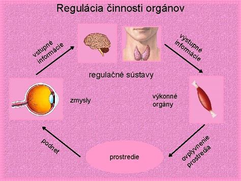 Schéma menštruačného cyklu a jeho hormonálna regulácia