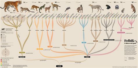 evolutionary tree of felines
