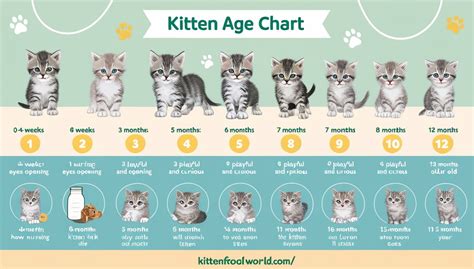kitten development stages
