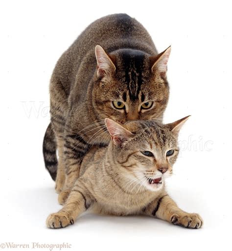 cat mating behavior