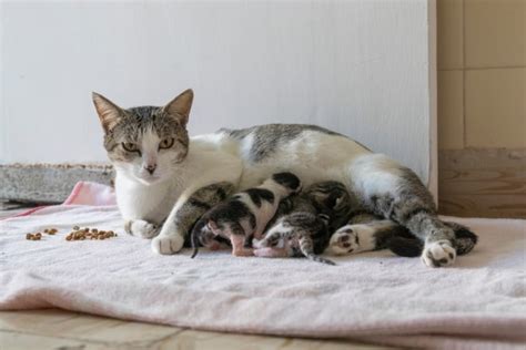 newborn kittens with mother cat