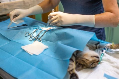 cat neutering surgery