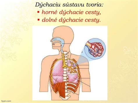 Detský nos a dýchacie cesty