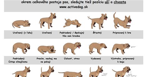 Reč tela psa a signály