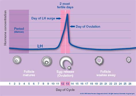 Diagram showing LH surge and ovulation