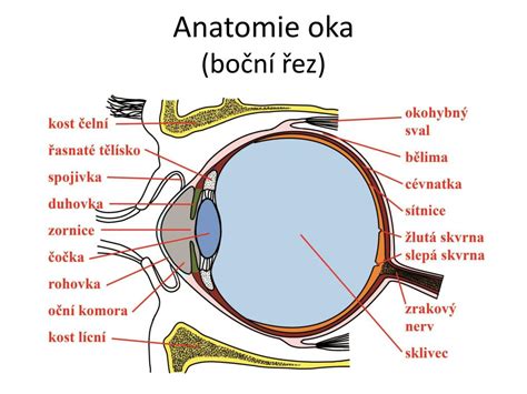 Cudzí predmet v oku mačky