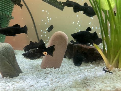 Black Molly v akváriu