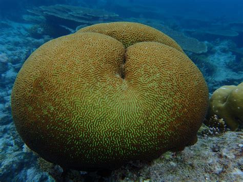 Detailná fotografia morského koníka prichyteného chvostom o koral v jeho prirodzenom prostredí