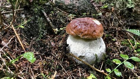Huby dôkladne tepelne upravené
